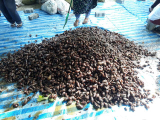 ފިނިހަކައިން ދަނޑުވެރިން މާޔޫސްކަމުގެ ތެރޭގައި!