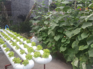 ޒުވާނުންނަށް ހާއްސަކޮށްގެން އެގްރިކަލްޗަރ މިނިސްޓްރީއިން ދަނޑުވެރިކަމުގެ ތަމްރީން ޕްރޮގްރާމެއް