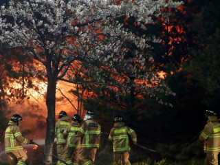 ދެކުނު ކޮރެޔާގެ ޖަންގަލީގައި އަލިފާން ރޯވެ، 4000 މީހުން ރައްކާތެރި ހިސާބުތަކަށް