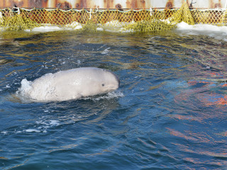 ބަންދުކޮށްގެން ގެންގުޅުނު ބޮޑުމަސްތައް ކޮށީގެ ތެރޭގައި