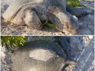 މާފަރު އެއާޕޯޓަށް ބިސްއަޅަން އެރި ވެލާ މަރުވެފައި