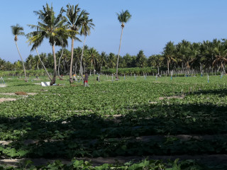 ތޮއްޑޫގެ ކަރާ ދަނޑުތައް