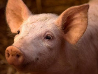 މަރުވިތާ ހަތަރު ގަޑިއިރުވީ އޫރެއްގެ ސިކުނޑީގެ އެއްބައި ދިރުވިއްޖެ ކަމަށް ބުނެފި