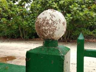 ކަލައިދޫ ސްކޫލު ފާރުގައި ހުވަނި އަޅާފައި