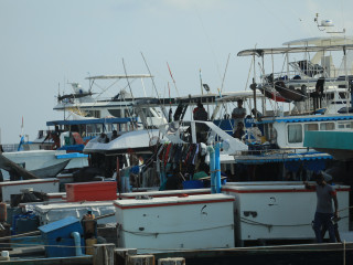 މަސްވެރިކަން ކުރާ ދޯނިތަކެއް: އެކްސްޕޯޓްގެ ބޮޑު އިންސައްތައެއް ހިއްސާކުރަނީ މަހުގެ ބާވަތްތައް