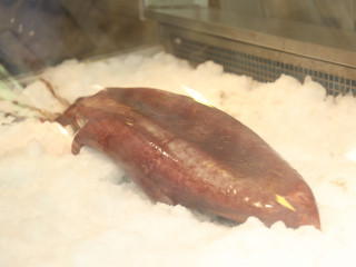 މިފްކޯއިން ތުތިބޯވަދިލަމަސް މާކެޓަށް ނެރެފި