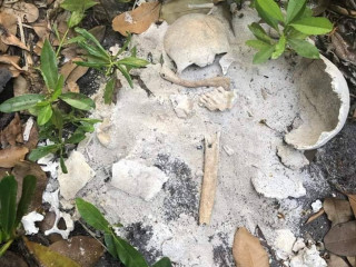 ހަނކެޑެ ސަރަހައްދުން ފެނުނު ކަށިތައްް