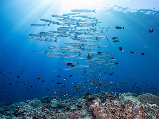 ދުނިޔޭގެ ފަރުތަކުގެ ދެބައިކުޅަ އެއްބައި ވަނީ މަރުވެފައި!