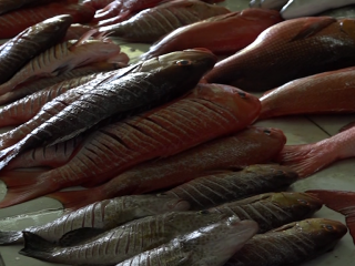 މަސްމާރުކޭޓުގައި މިއަދު މަސް ތިޔާގި!