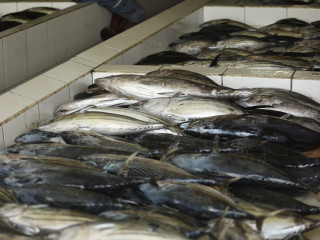 މަސް މާރުކޭޓް