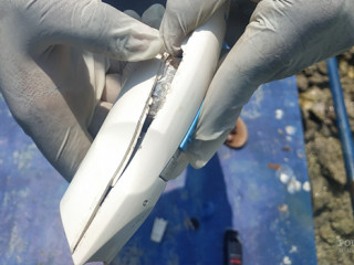 ޓްރިމަރުގެ ތެރެއިން އަތުލައިގަތް މަސްތުވާތަކެތި