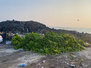 ހޯރަފުށީ އެއަރޕޯޓުގައި އިންދާފައިވާ ގިނަ އަދަދެއްގެ ގަސްތައް ނަގާ އެ ރަށުގެ ކުނި ގޮނޑަށް އުކާލާފައި