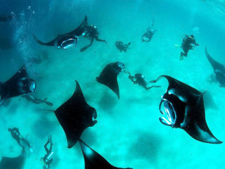 Manta rays in the Maldives