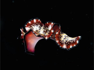 ކަނޑުފަރުގެ ދިރާސާގެ ބައިވެރިއަކު ނަގާފައިވާ ނޫޑީބްރާންޗްއެއްގެ މަންޒަރެއް