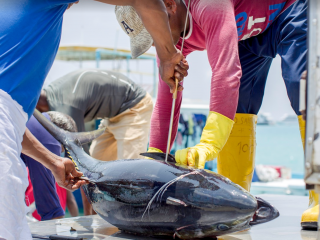 މަސް ކެނޑުމުގެ މަސައްކަތް ކުރިއަށްދަނީ