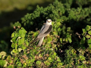 ހިތްގައިމު މޫސުމީ ދޫނިތަކުން ރާއްޖޭގެ މާހައުލަށް އިތުރު ފުރިހަމަ ކަމެއް