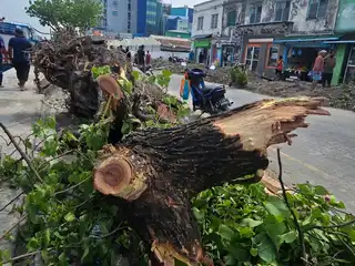 އަތޮޅު ފިހާރާ ސަރަހައްދާ ދިމާލުގައި މަގުމަތީގައި ހުރި ގަސްތައް ކޮށާ ތިރިކޮށްލާފައި