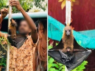 ސޯޝަލް މީޑިއާގައި ދައުރުވަމުންދާ ފޮޓޯ، ގިނަ ބަޔަކު ވާލަށް އަނިޔާކުރާތީ ނުރުހުން ފާޅުކޮށްފައި