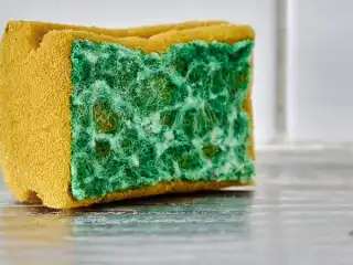 ބަދިގެ ސްޕޮންޖުގައި ހުންނަ ލޯވަޅުތަކަކީ މައިކްރޯބްތައް ފޮރުވިގެން ތިބެ ގިނަވުމަށް ވަރަށް އެކަށީގެންވާ މާހައުލެއް