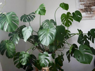 މޮންސްޓެރާ ގަސް