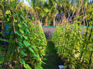 ކޮނޑޭގައި ދަނޑުވެރިކަން ނުކުރާ ދަނޑުތައް ބާތިލް ކުރުމަށް ނިންމައިފި