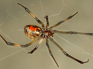 ބްރައުޑް ވިޑޯއެއް