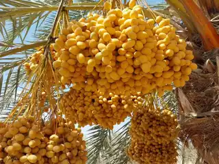 ޕްރީމިއަމް ޔެލޯ ބަރްހީ ކަދުރު