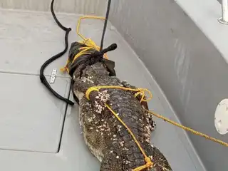 ހޮނިހިރު ދުވަހު ގުރައިދޫ ކައިރިން ދޯންޏަކުން ހިފި ކިނބޫ