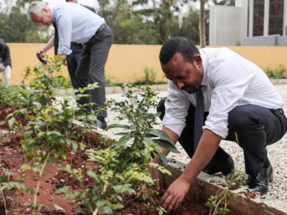 ބާރަ ގަޑިއިރު ތެރޭ އިތިއޯޕިއާގައި 350 މިލިއަން ގަސް އިންދައިފި