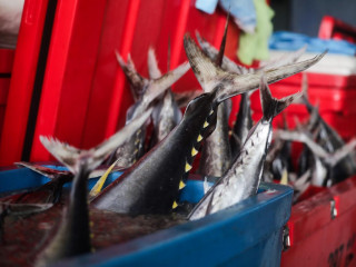 ކަޅުބިލަމަހުގެ ދޮށީގެ މަސްވެރިކަމުގައި ބާނާ މަސް ގަނެވޭނެ އެންމެ ދަށް އަގު ވަނީ ކަނޑައަޅާފައި