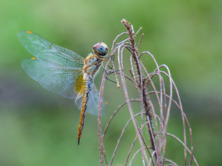 ހުސްފަޔާ ދޮންދޫނި ހިފަން ދުވި ހަނދާންތައް އާވޭތަ؟