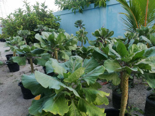 މަހިބަދޫ އިންޖީނުގޭގައި ހެއްދި ތަކެތީތެގެ ތެރެއިން ކޮޕީފަތް ހައްދާފައި