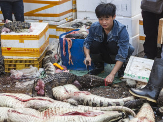 ބުޅަލާއި ކުއްތާ ކެއުން މަނާކުރާ ޗައިނާގެ ފުރަތަމަ ސިޓީ އަކަށް ޝެންޒެން