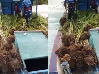 ނ. މިނާވަރުން ރުއް ނަގަައިގެން ގެންދަނީ