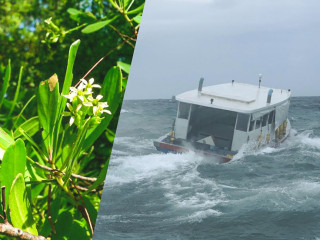 ބޭ އޮފް ބެންގާލްގައި އުފެދިފައިވާ ތޫފާނުގެ ނަމަކަށް ބުރެވި: ދިވެހި ނަމެއް، ނިސްބަތްވަނީ ބުރެވި ގަހަށް