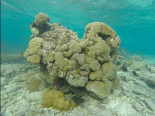 ވިލިމާލެ ފަރަށް ލިބޭ ގެއްލުމާގުޅޭ ފޮޓޯއެއް