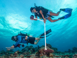 ބަޔަކު ޑައިވް ކުރަނީ