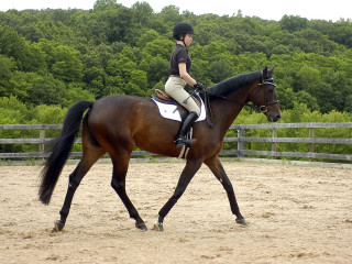 މީހަކު އަހެއް ދުއްވަނީ