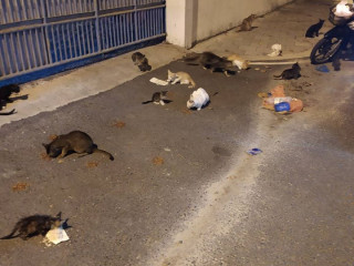 Cats on the streets during lockdown