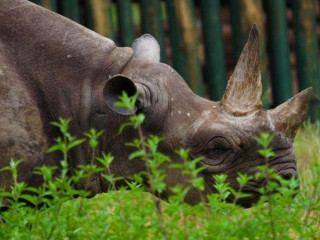 \"ފައުސްތާ\" ގެ ނަމުން ނަން ދީފައިވާ ދުނިޔޭގެ އެންމެ ދުވަސްވީ ރައިނޯ