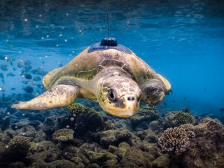 އަނިޔާތަކަކާއެކު ފެނުނު ވެލާގެ ނަމަކީ ޕެގީ