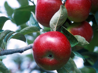 ރަތް އާފަލު