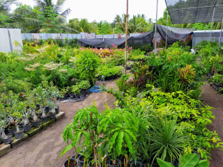 ކާށީދޫގައި ހުންނަ ޕްރައިމް ފާޓިލައިޒާސްގެ ނާރސަރީ