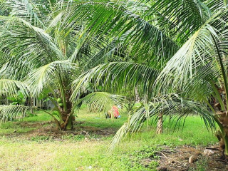 ުރުއްގަހާޢި ބެހޭ ގަވާއިދު އިސްލާހު ކުރަން އާންމުންގެ ހިޔާލު ހޯދަނީ