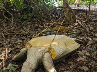 ބަނދެފައި އޮތް ވެލާ