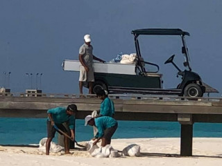 ރޯޔަލް އައިލެންޑް ރިޒޯޓުން ބ. ދިގުފަރުން ގަވާއިދާއި ހިލާފަށް ވެލި ނަގަނީ