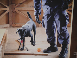 މަސްތުވާތަކެތީގެ އޮޕަރޭޝަނެއްގައި ފުލުހަކު ކުއްތާއެއް ހިފައިގެން ހަރަކާތްތެރިވަނީ