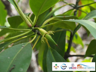 އެ ރަށު ކަނޑޫފާ ސަރަޙައްދުގައި އިކޮލޮޖިކަލް ސާރވޭއެއް ކުރިއަށް ގެންގޮސްފައިވޭ