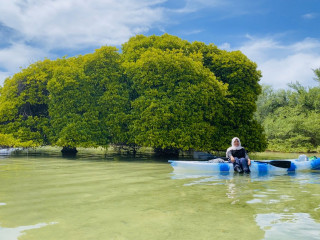 ކަރަމަނަ ގަހެއްގެ ވަށައިގެންވާ ކޯރުގައި މީހަކު ކެނޯ ދުއްވަނީ