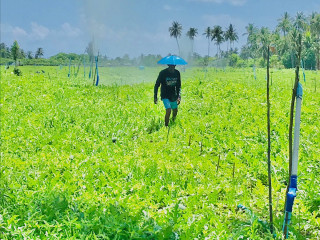 ކަރާވެލަކަށް ފެން ދިނުމުގެ މަސައްކަތް ކުރަނީ